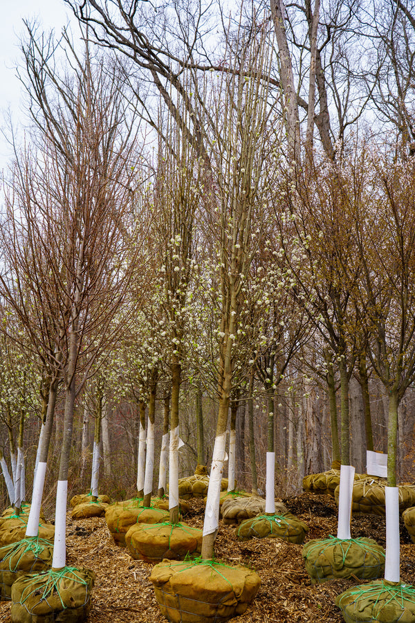 Cleveland Select Callery Pear