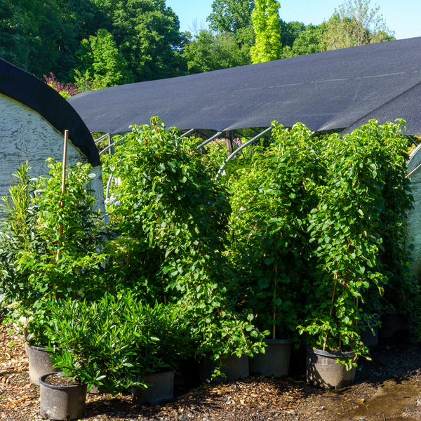 Climbing Hydrangea