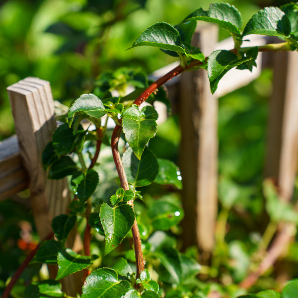 Climbing Hydrangea