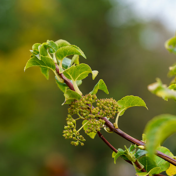 Climbing Hydrangea