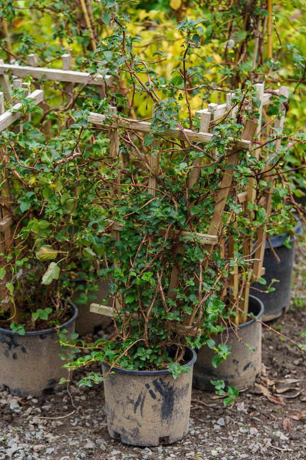 Climbing Hydrangea