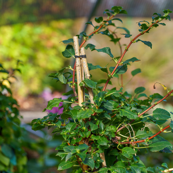 Climbing Hydrangea