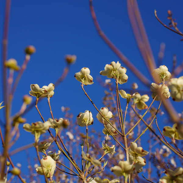 Cloud 9 Dogwood