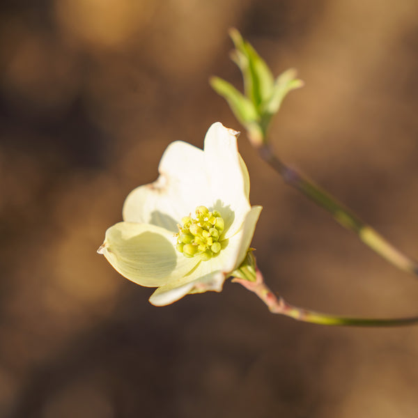 Cloud 9 Dogwood