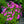 Load image into Gallery viewer, Cloudburst Phlox
