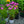 Load image into Gallery viewer, Cloudburst Phlox
