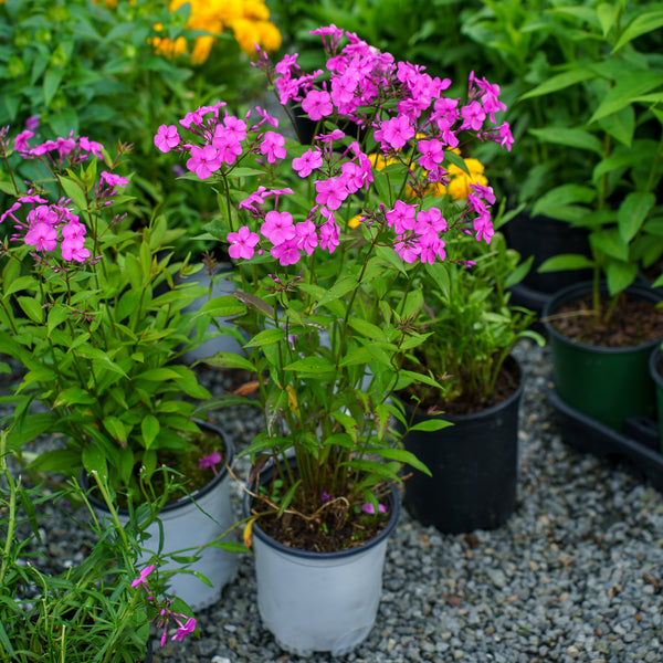 Cloudburst Phlox