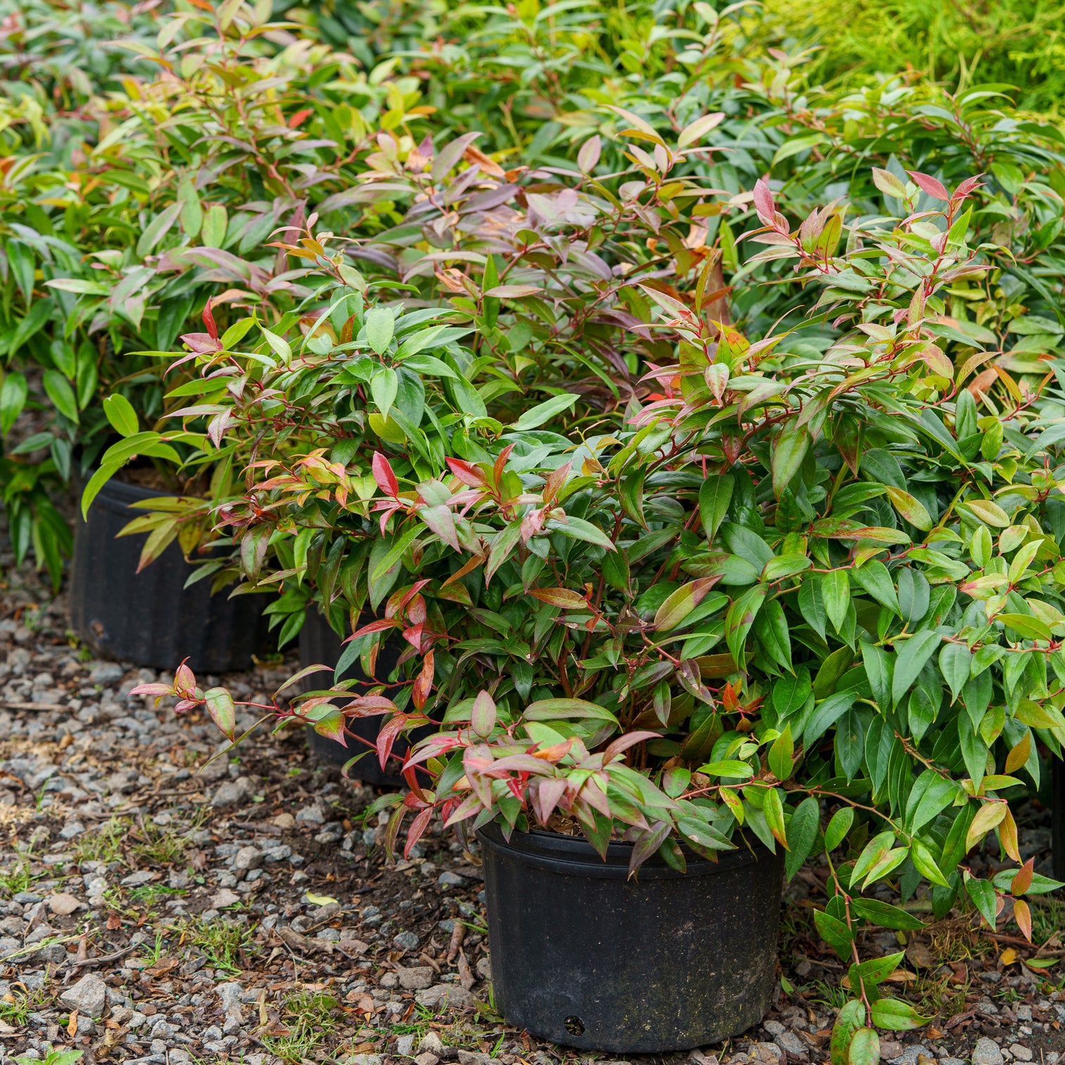 Coast Leucothoe Plant