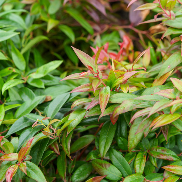 Coast Leucothoe