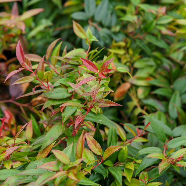 Coast Leucothoe