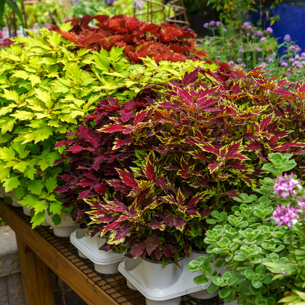 Coleus