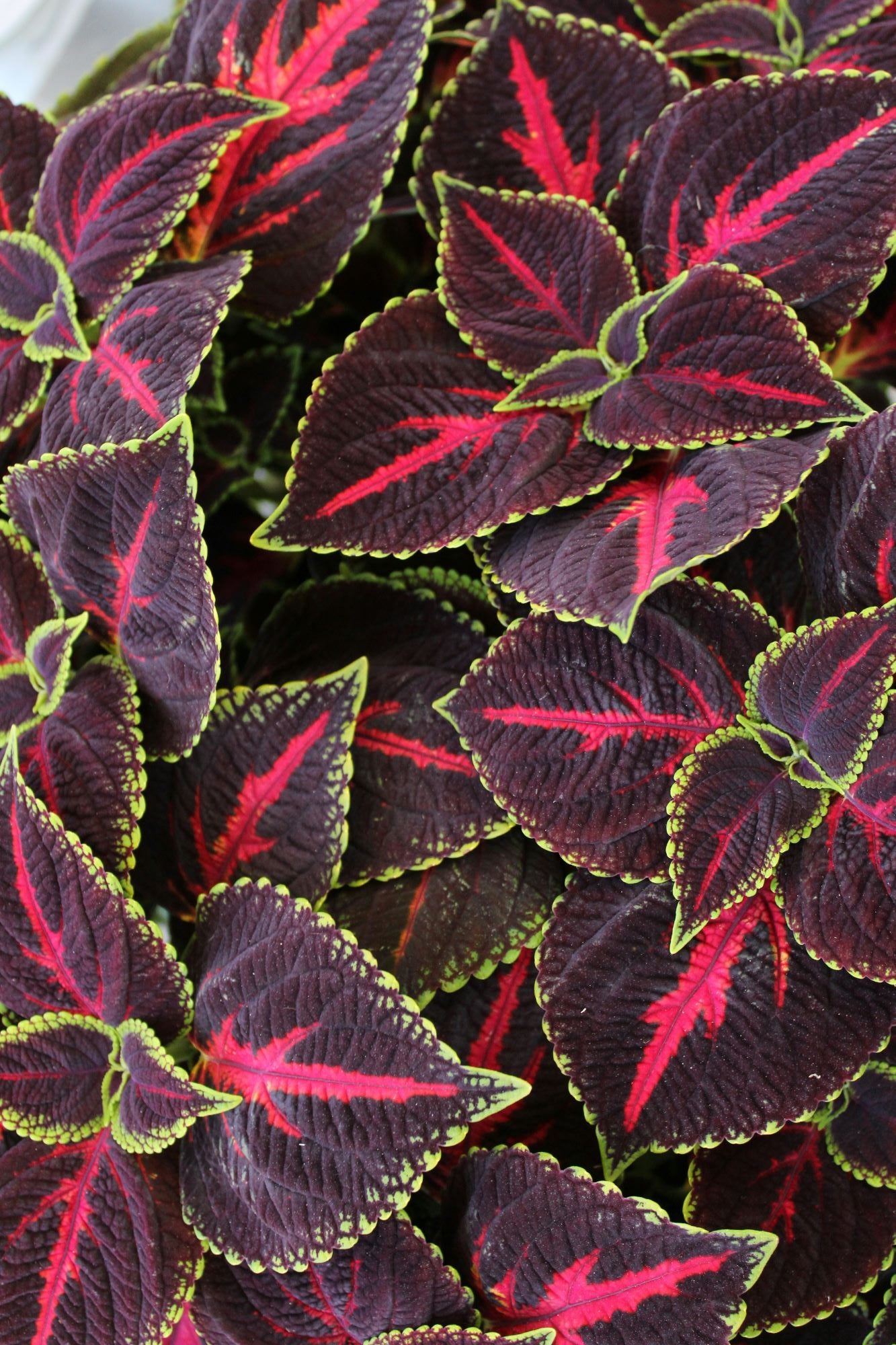 Sebiola Coleus The Coleus Guide – Plant Detectives