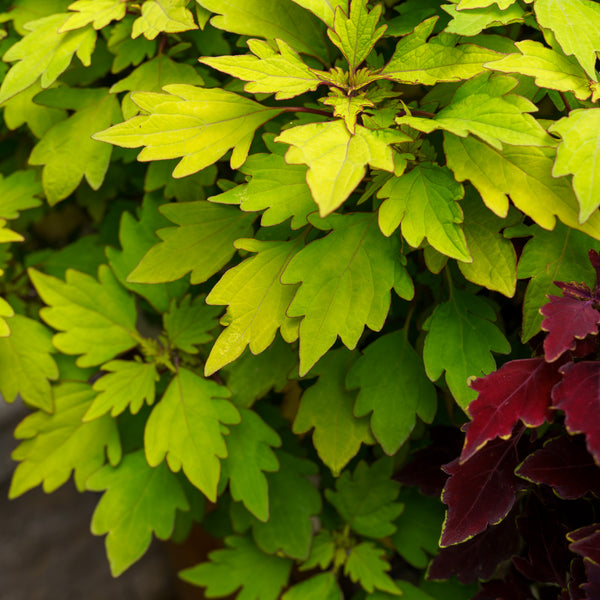 Coleus