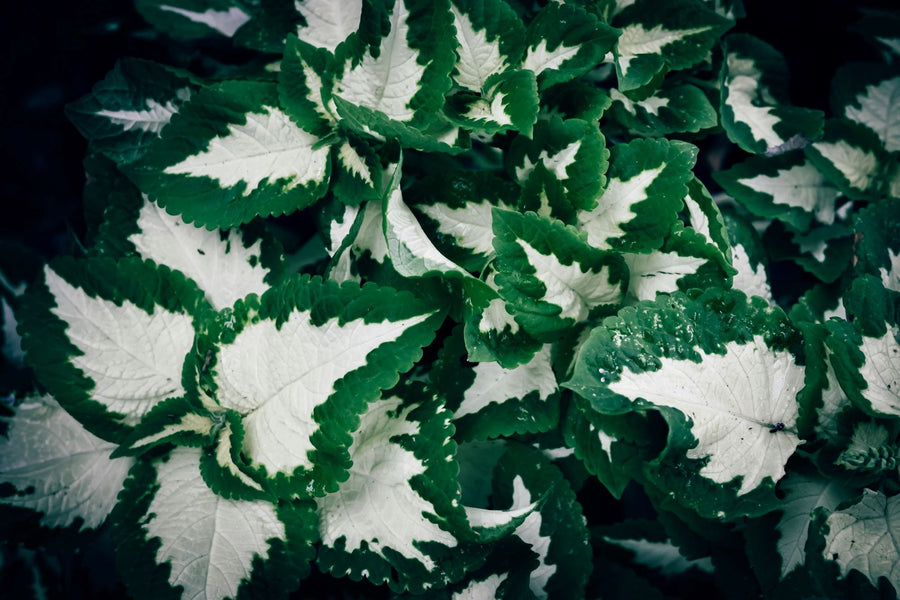 The Coleus Guide – Plant Detectives