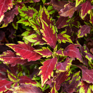 Sebiola Coleus The Coleus Guide – Plant Detectives