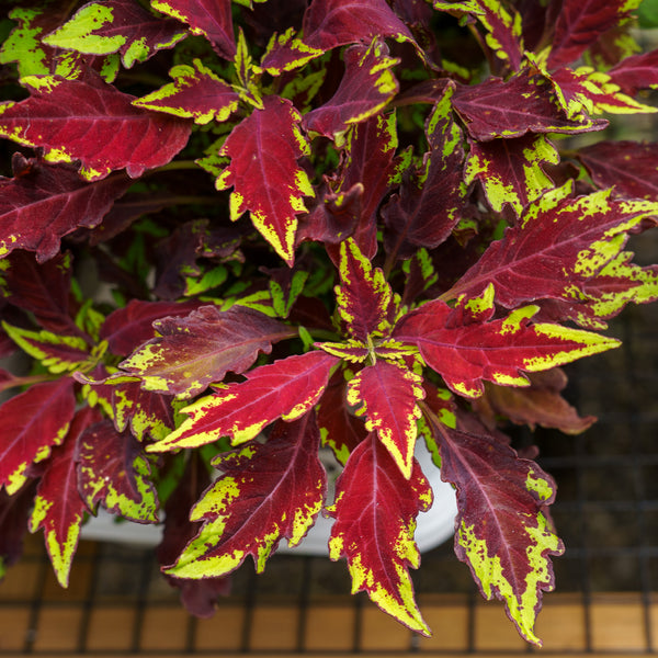 Coleus