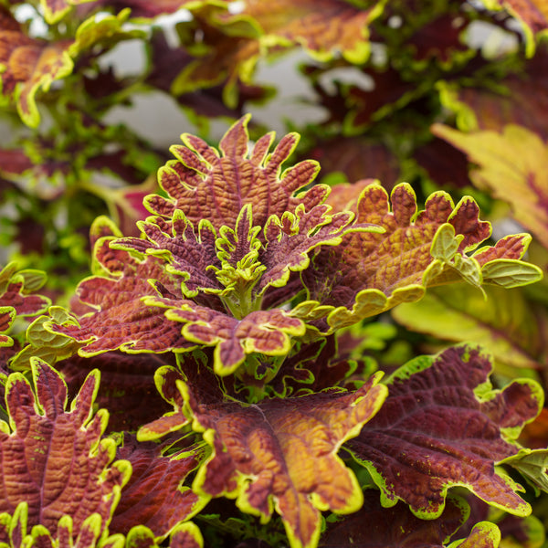 Coleus