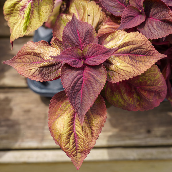 Coleus