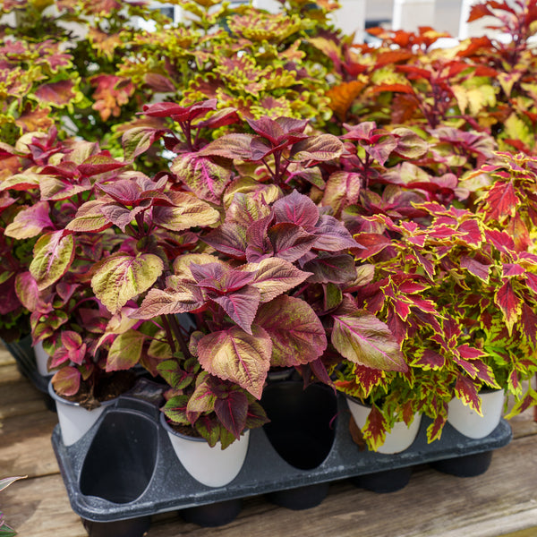 Coleus