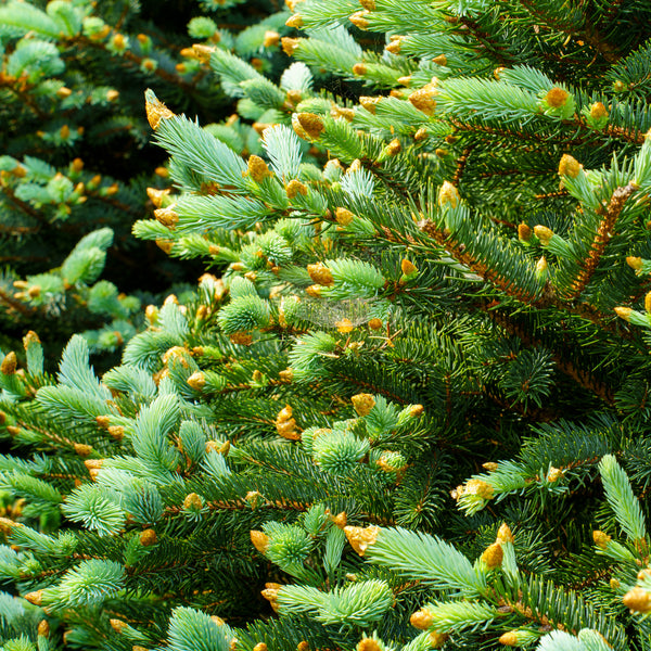 Colorado Spruce