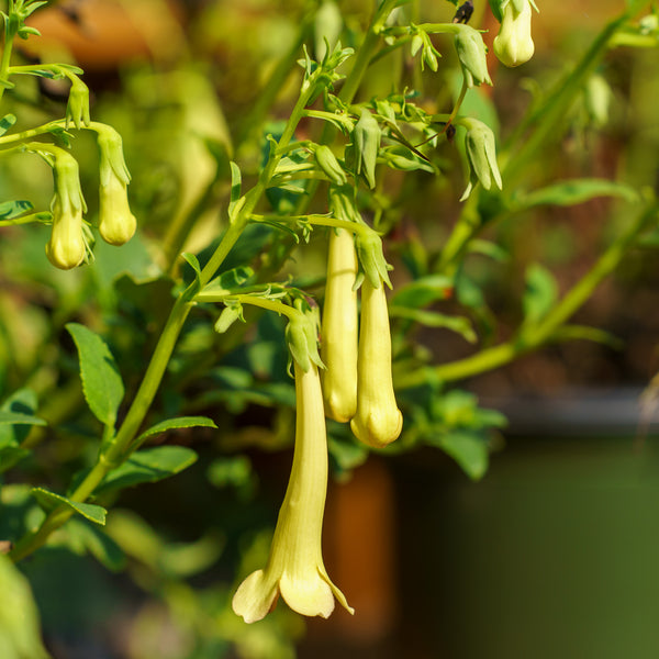 Colorburst Yellow Cape Fuchsia