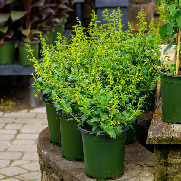 Colorburst Yellow Cape Fuchsia