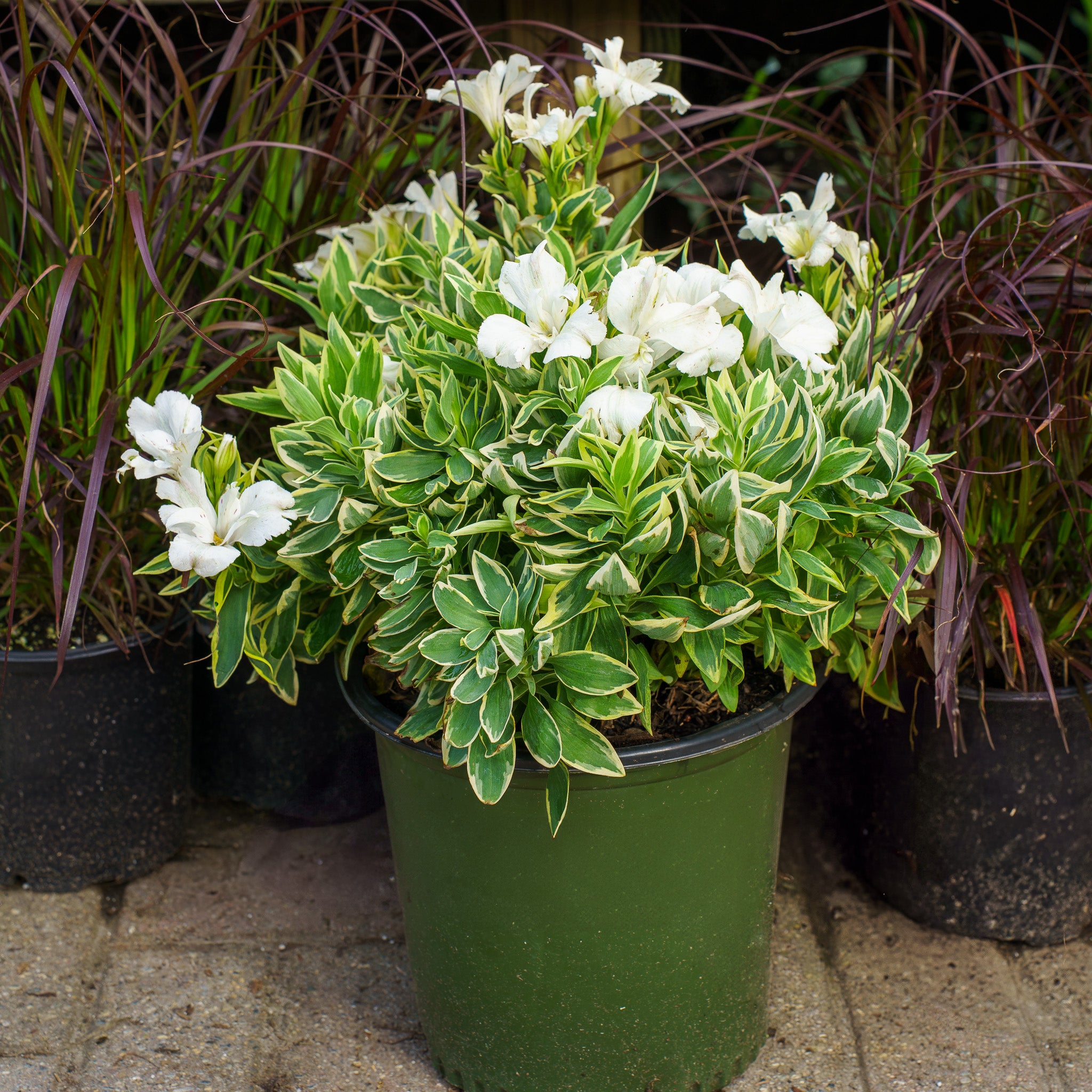 その他 IMPACT LILY Colorita Claressa Peruvian Lily – Plant Detectives