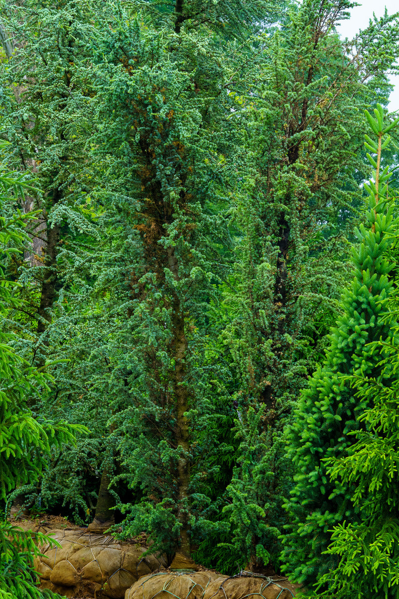 Columnar Blue Atlas Cedar – Plant Detectives