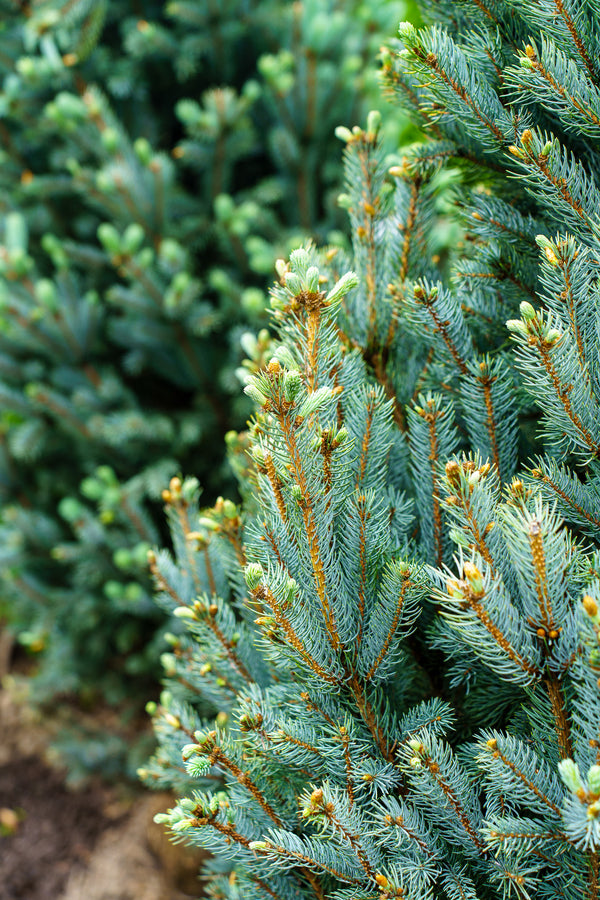 Columnar Colorado Blue Spruce