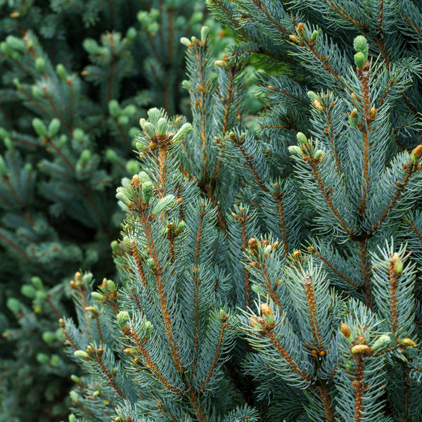 Columnar Colorado Blue Spruce