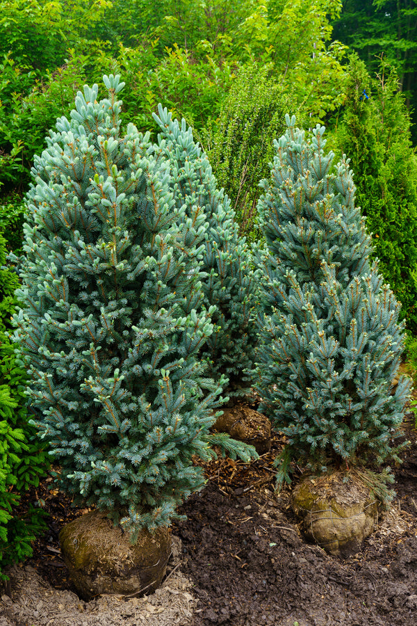 Columnar Colorado Blue Spruce