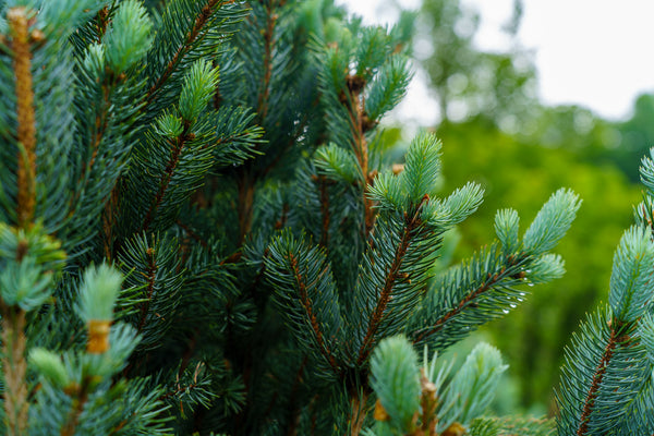 Columnar Colorado Blue Spruce