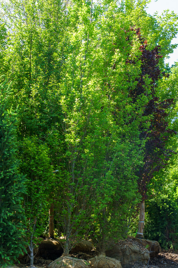 Columnar English Oak - Oak - Shade Trees