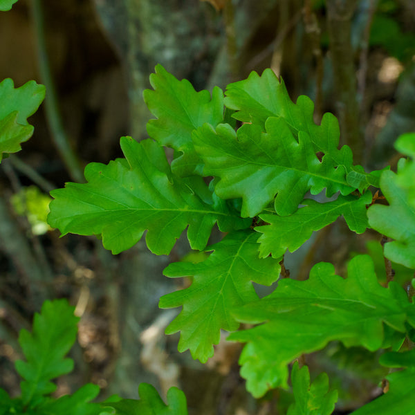 Columnar English Oak - Oak - Shade Trees