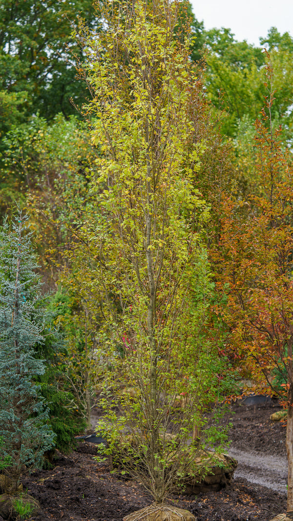 Columnar English Oak