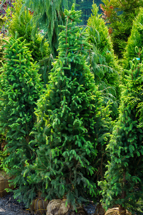 Columnar Norway Spruce II - Spruce - Conifers