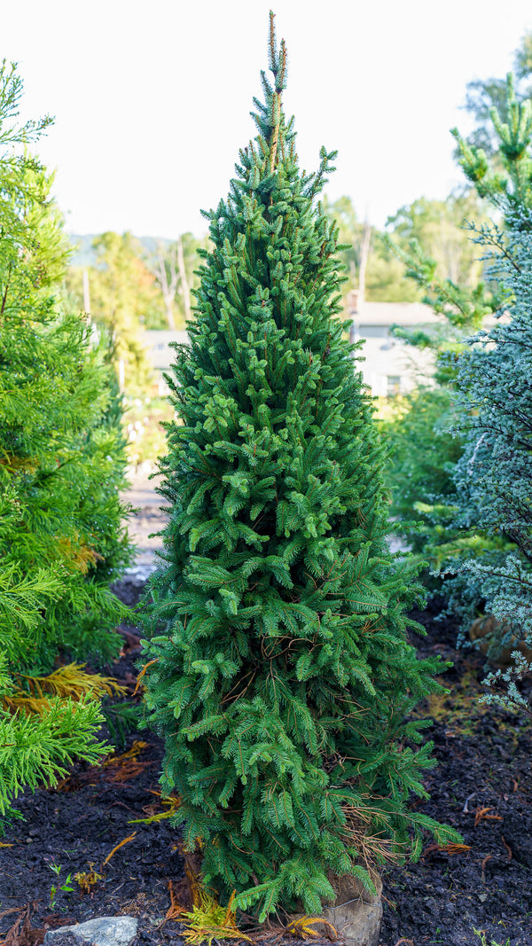 Columnar Norway Spruce II