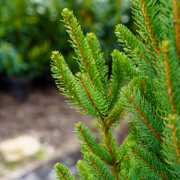 Columnar Norway Spruce - Spruce - Conifers