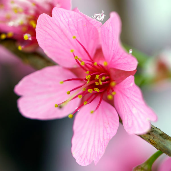 Columnar Sargent Flowering Cherry - Cherry - Flowering Trees