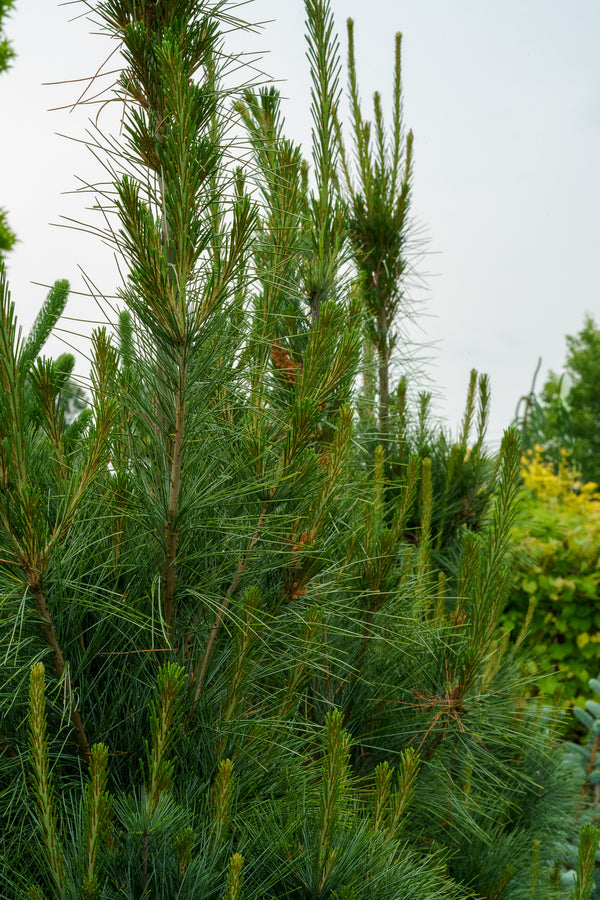 Columnar White Pine - Pine - Conifers