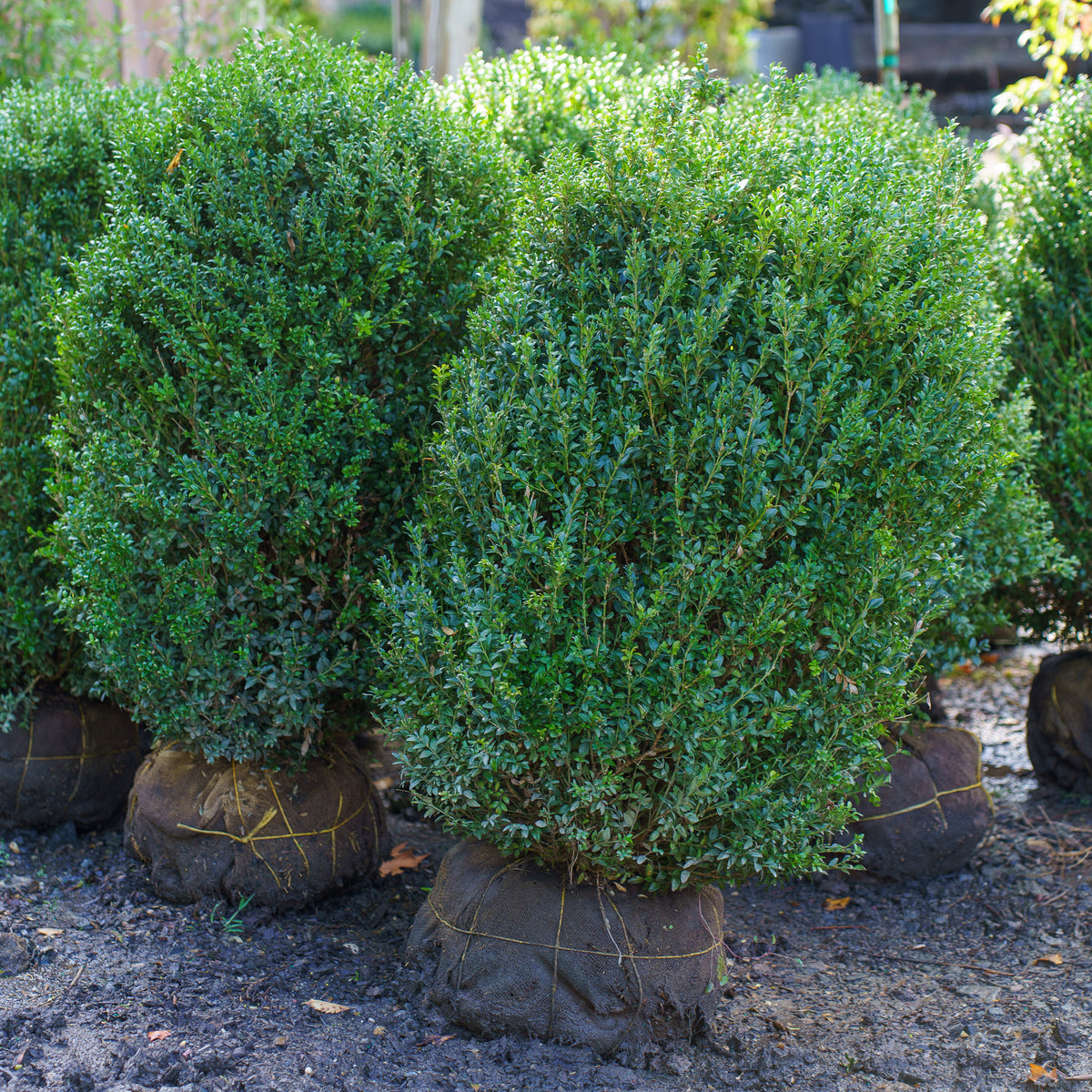 Common Boxwood (West Coast) – Plant Detectives