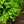 Load image into Gallery viewer, Common Boxwood
