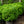 Load image into Gallery viewer, Common Boxwood
