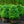 Load image into Gallery viewer, Common Boxwood
