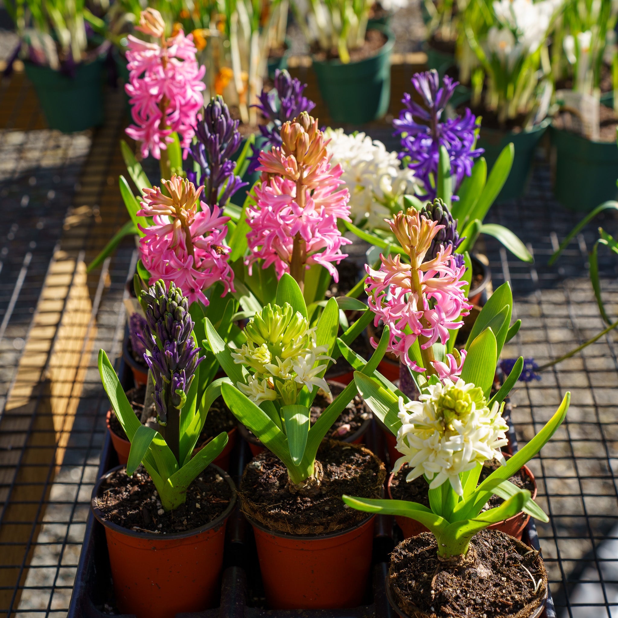 hyacinth indoor or outdoor plant Garden Hyacinth – Plant Detectives