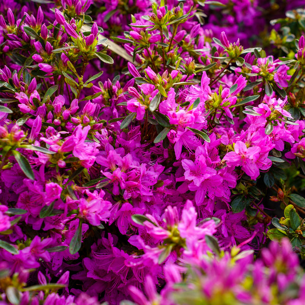 Compact Korean Azalea