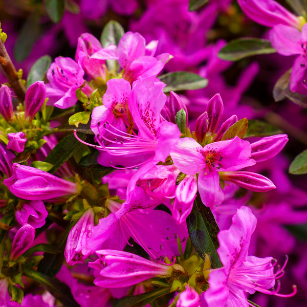 Compact Korean Azalea