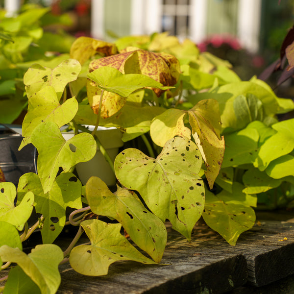 Compact Margarita Sweet Potato Vine