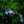 Load image into Gallery viewer, Concord Blue Cape Primrose
