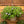 Load image into Gallery viewer, Concord Blue Cape Primrose
